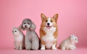 lợi ích khi nuôi thú cưng