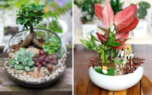 Cây cảnh phong thủy